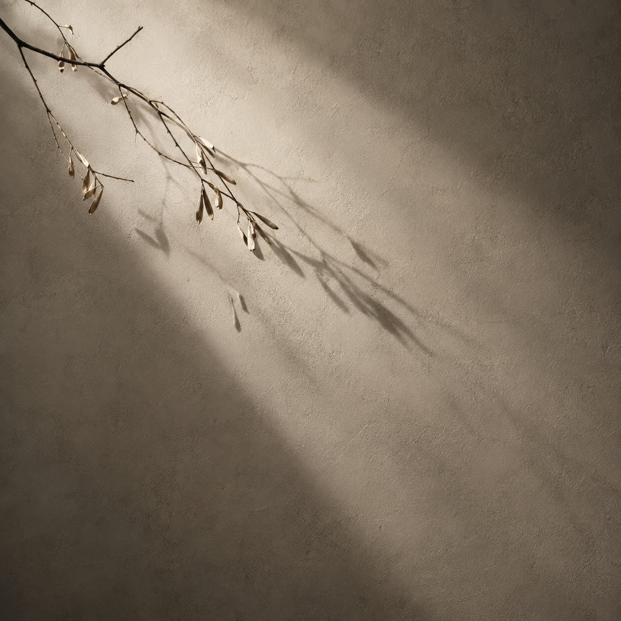 A dried branch against a plaster wall, its shadow thrown long by raking light